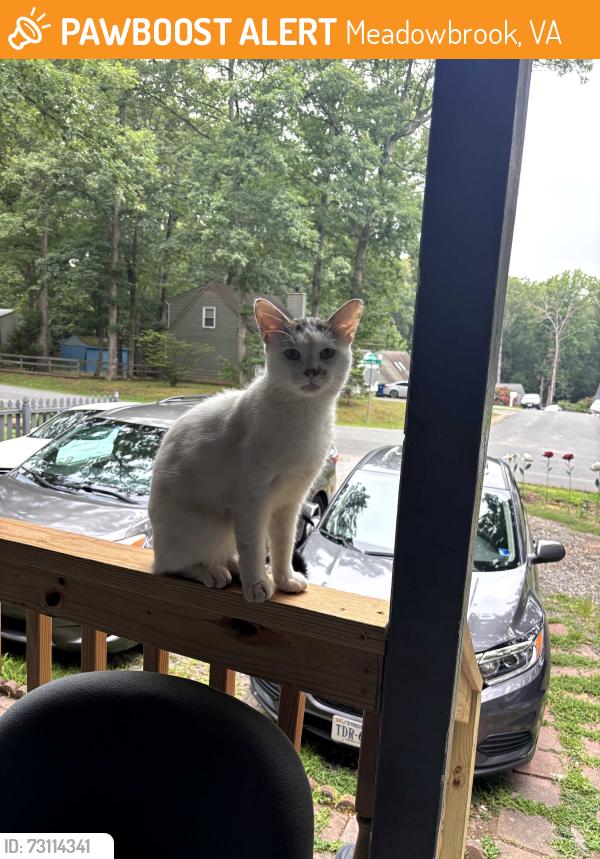 Found/Stray Unknown Cat last seen Near chesterfield, Meadowbrook, VA 23234