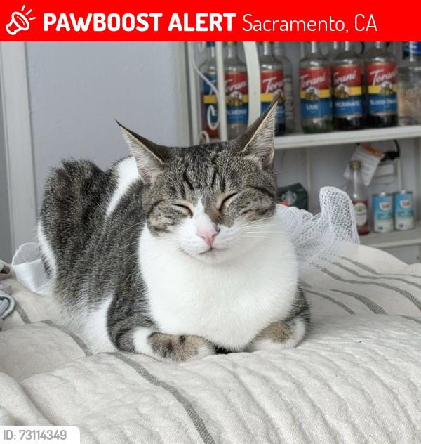 Lost Female Cat last seen Eastern and Cathay Way, Sacramento, CA 95608