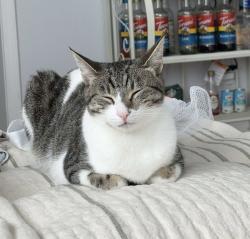 Lost Female Cat last seen Eastern and Cathay Way, Sacramento, CA 95608