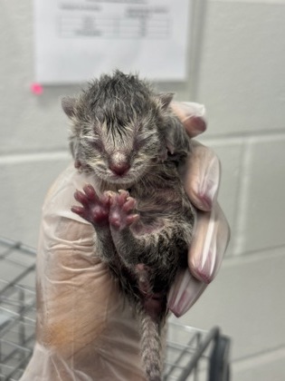 Shelter Stray Male Cat last seen Near N. Curley, 21205, MD, 2490 Giles Rd, Baltimore, MD 21225, USA