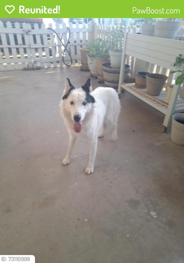 Reunited Unknown Dog last seen 111th Ave/Nebraska Ave, Youngtown, AZ 85363