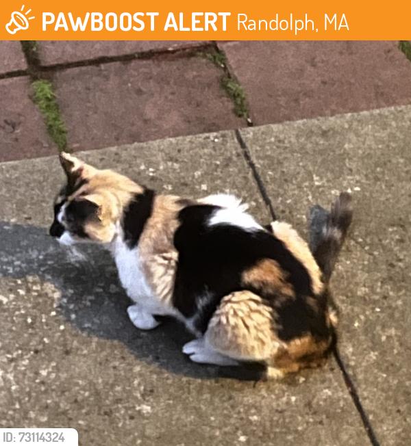 Found/Stray Female Cat last seen Between Grove Square and Wales Ave in Randolph, Randolph, MA 02368