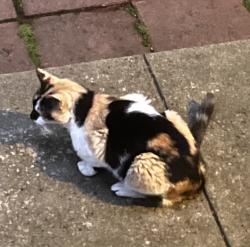 Found/Stray Female Cat last seen Between Grove Square and Wales Ave in Randolph, Randolph, MA 02368