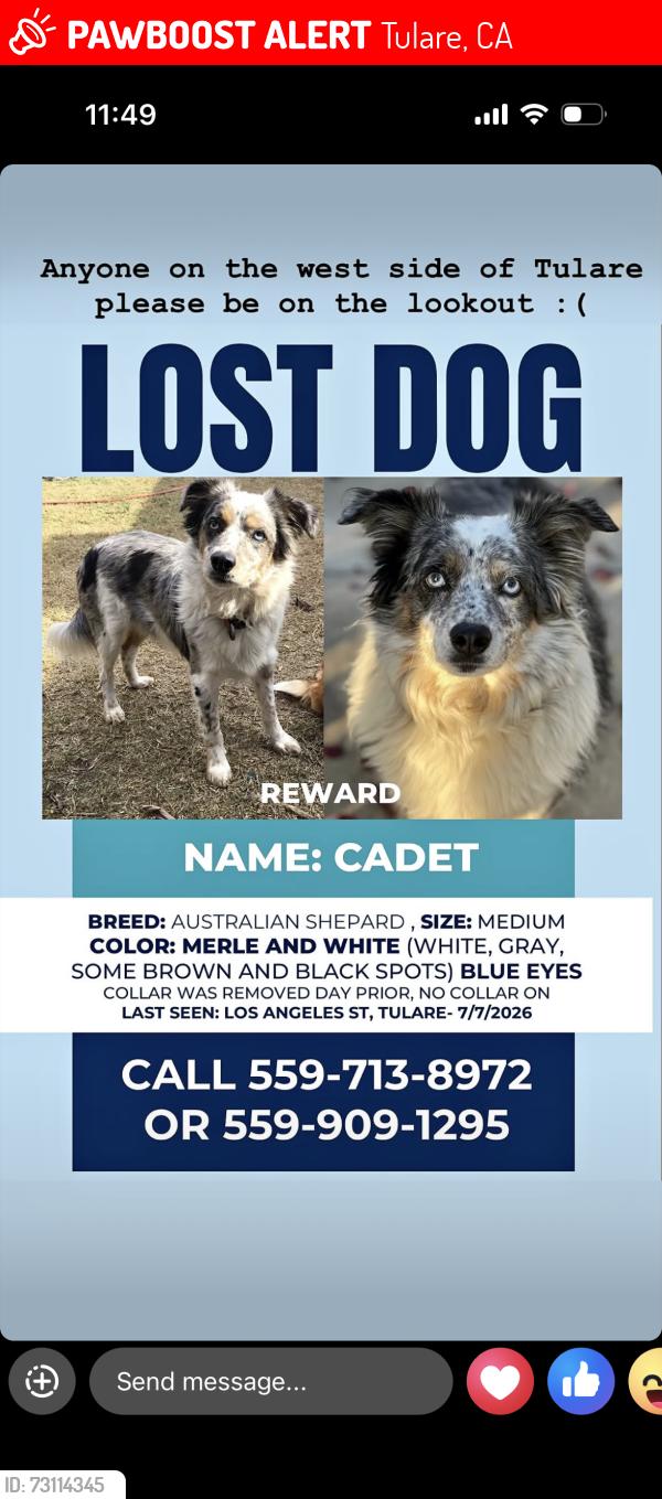 Lost Male Dog last seen Los Angeles st Tulare Ca, Tulare, CA 93274
