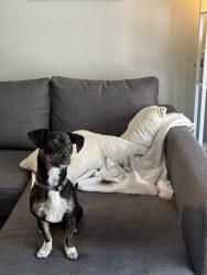 Reunited Male Dog last seen Embarcadero and Main St, San Francisco, CA 94105