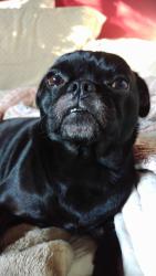 Reunited Male Dog last seen Middlebush and gribble, San Diego, CA 92114