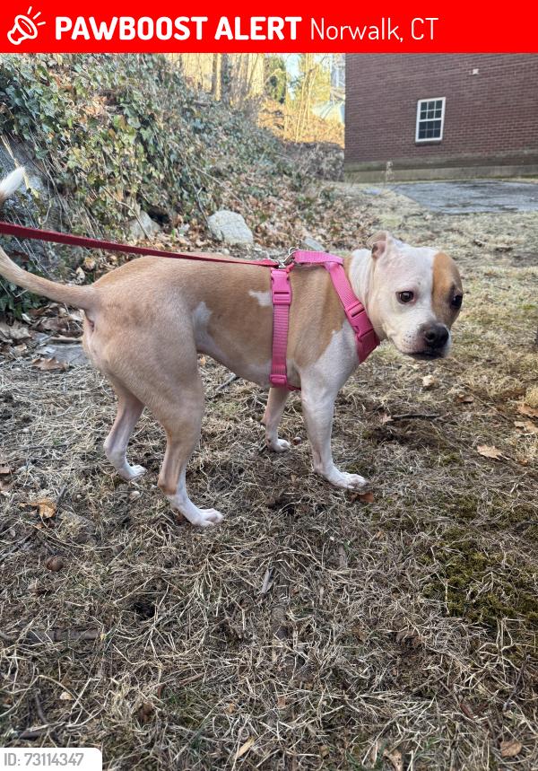 Lost Female Dog last seen Ward Street bus stop near senior housing, Norwalk, CT 06851