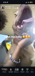 Reunited Female Dog last seen Julson and textile, Greensboro, NC 27405