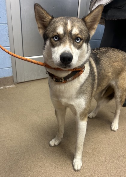 Shelter Stray Female Dog last seen Near Brecken Pl, 30058, GA, 3280 Chamblee Dunwoody Rd, Chamblee, GA 30341, USA