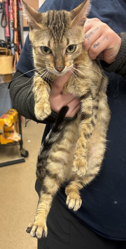 Shelter Stray Female Cat last seen Near Hidden Chase, Stone Mountain, GA 30088, 30088, GA, 3280 Chamblee Dunwoody Rd, Chamblee, GA 30341, USA