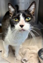 Shelter Stray Male Cat last seen Near Chupp Road 611, 30058, GA, 3280 Chamblee Dunwoody Rd, Chamblee, GA 30341, USA