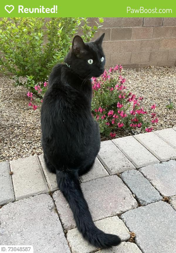 Reunited Female Cat last seen Eubank/ Academy, Albuquerque, NM 87111