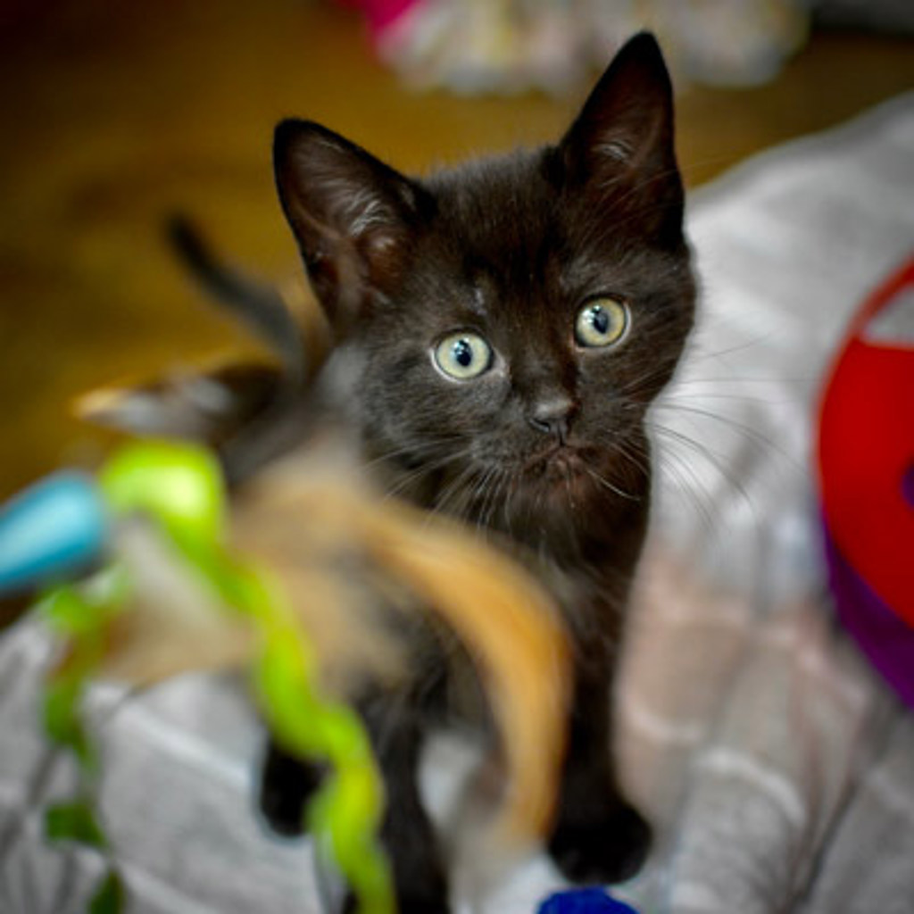 Shelter Stray Female Cat last seen SE 148th & SE Stark st, PORTLAND, OR, 97236, 1700 W Historic Columbia River Hwy, Troutdale, OR 97060, USA