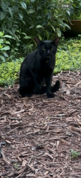 Found/Stray Male Cat last seen Lead mine and Millbrook, Raleigh, NC 27612