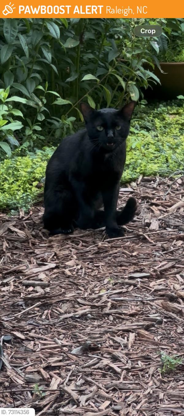Found/Stray Male Cat last seen Lead mine and Millbrook, Raleigh, NC 27612