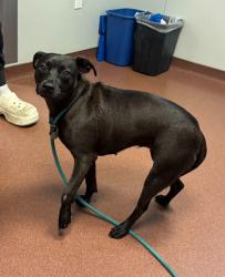 Shelter Stray Female Dog last seen Near N Freeway, SAN LEANDRO, CA, 94577, 8323 Baldwin St, Oakland, CA 94621, USA