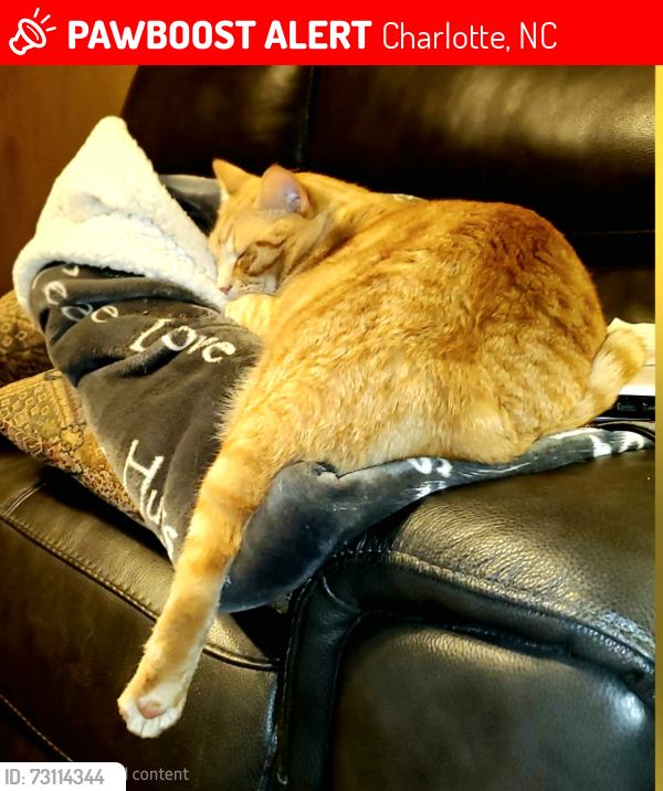Lost Male Cat last seen Olde Savannah Rd & Nathaniel Greene, Charlotte, NC 28227