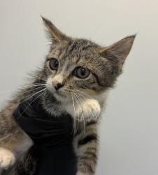 Shelter Stray Male Cat last seen 32nd Street, San Diego, CA, 92113, 5500 Gaines St, San Diego, CA 92110, USA