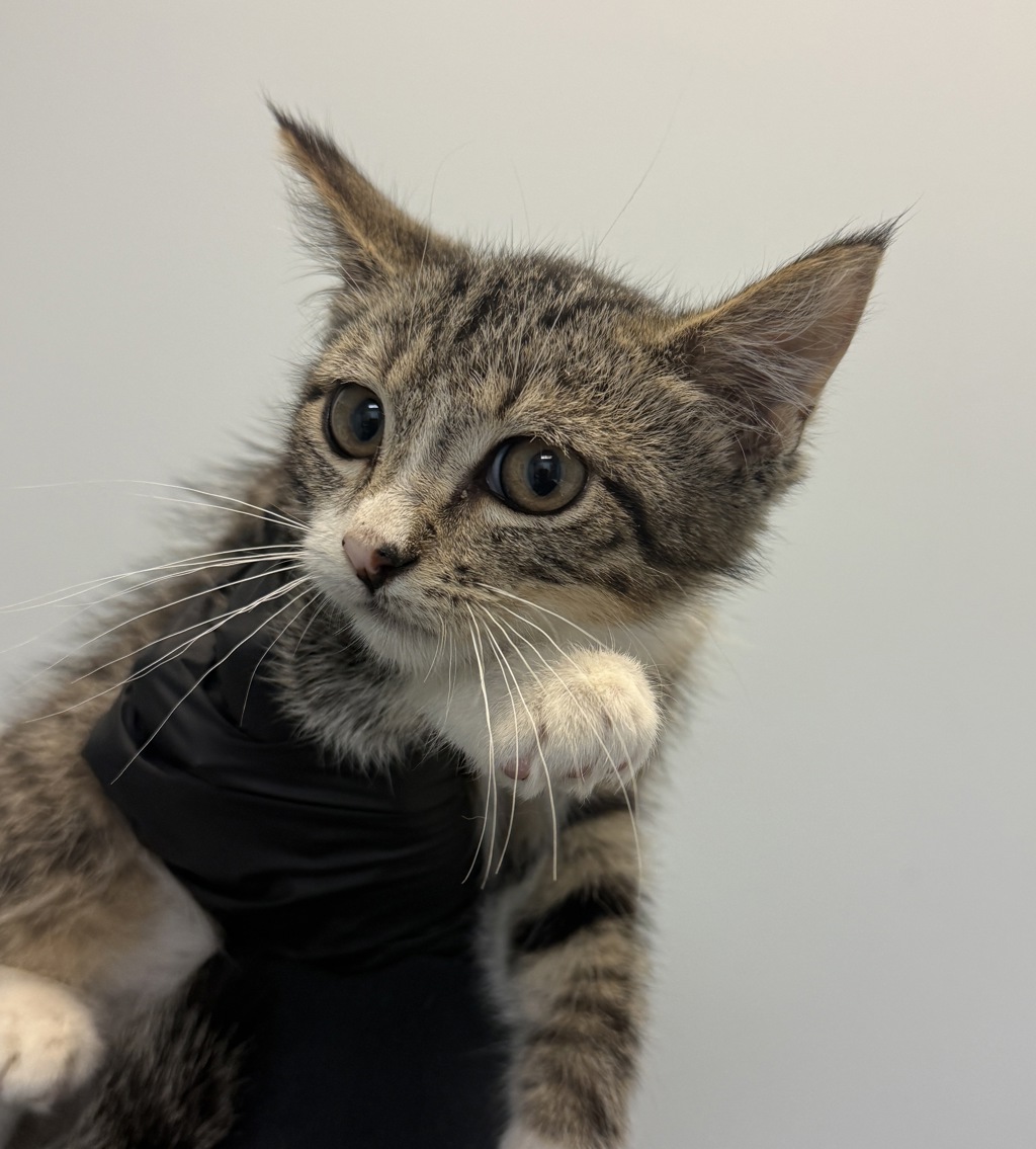 Shelter Stray Male Cat last seen 32nd Street, San Diego, CA, 92113, 5500 Gaines St, San Diego, CA 92110, USA
