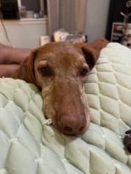 Lost Female Dog last seen 136th and Colorado, Thornton, CO 80602