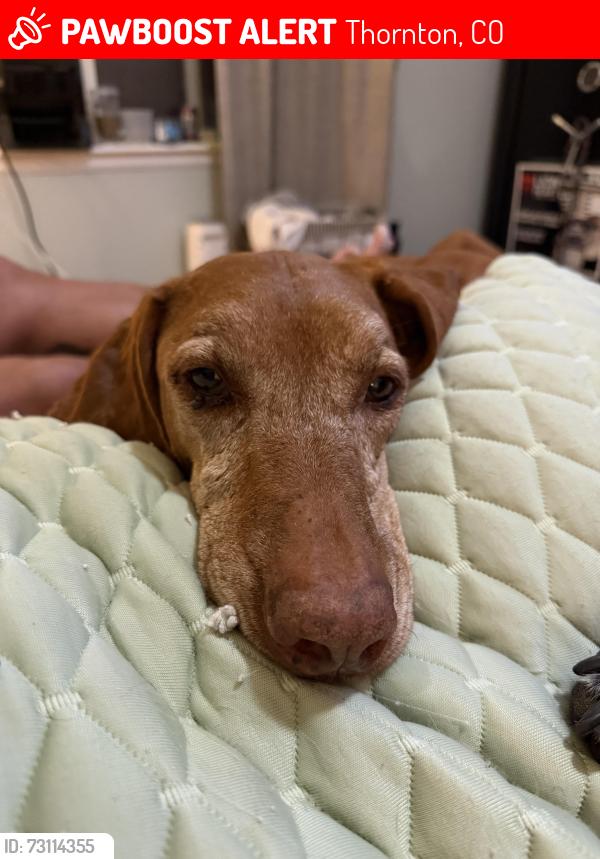 Lost Female Dog last seen 136th and Colorado, Thornton, CO 80602