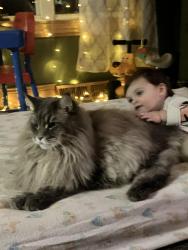 Reunited Male Cat last seen Triton high school, Runnemede, NJ 08078
