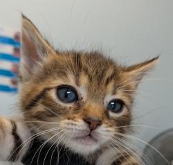 Shelter Stray Female Cat last seen Near W San Ysidro Boulevard, San Diego, CA, 92173, 5500 Gaines St, San Diego, CA 92110, USA