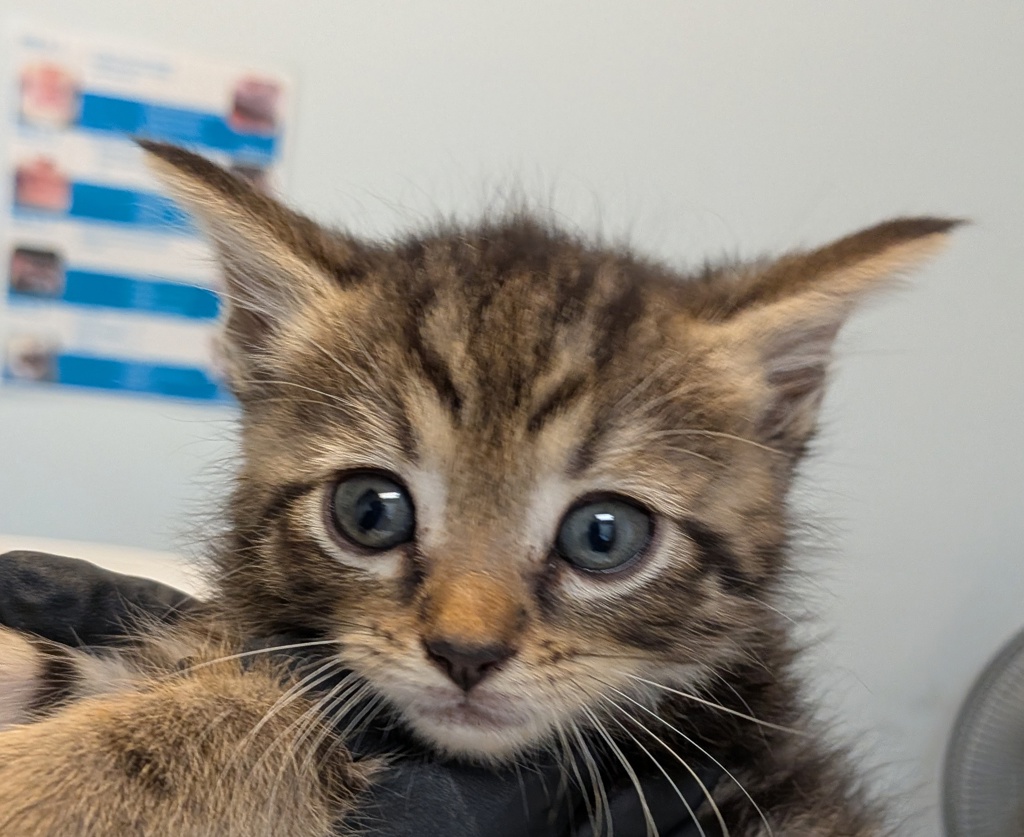 Shelter Stray Female Cat last seen Near W San Ysidro Boulevard, San Diego, CA, 92173, 5500 Gaines St, San Diego, CA 92110, USA