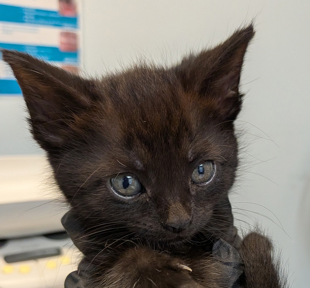 Shelter Stray Female Cat last seen Near W San Ysidro Boulevard, San Diego, CA, 92173, 5500 Gaines St, San Diego, CA 92110, USA