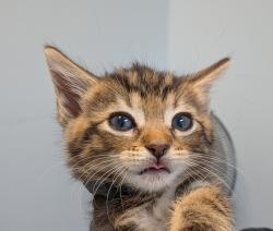 Shelter Stray Male Cat last seen Near W San Ysidro Boulevard, San Diego, CA, 92173, 5500 Gaines St, San Diego, CA 92110, USA