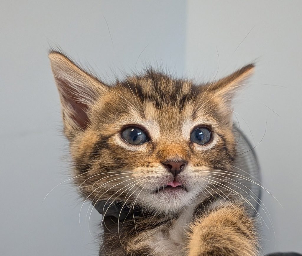 Shelter Stray Male Cat last seen Near W San Ysidro Boulevard, San Diego, CA, 92173, 5500 Gaines St, San Diego, CA 92110, USA