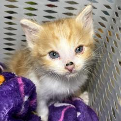 Shelter Stray Male Cat last seen , 4575 E Mesquite Ave, Palm Springs, CA 92264, USA