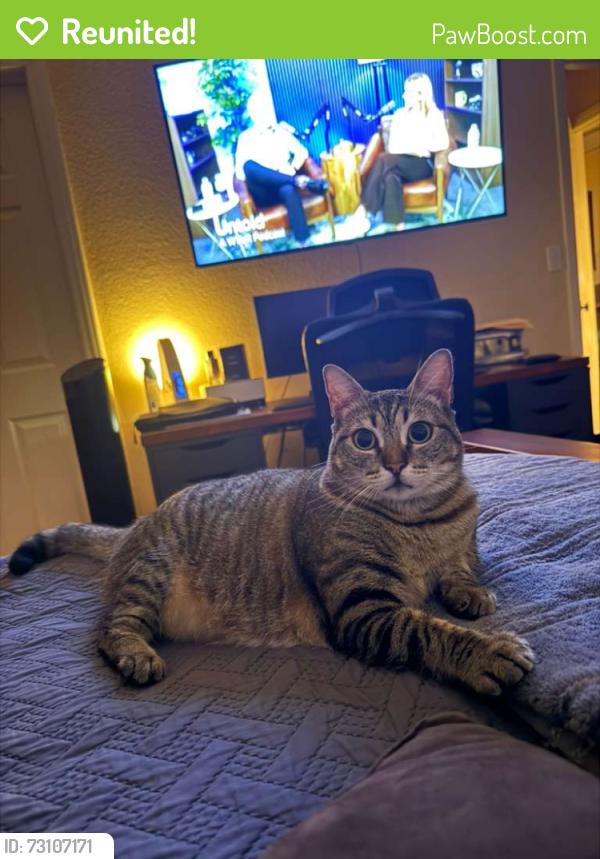 Reunited Female Cat last seen East Naples, Chula Vista, CA 91911