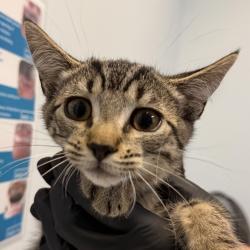 Shelter Stray Female Cat last seen Franklin Avenue, San Diego, CA, 92114, 5500 Gaines St, San Diego, CA 92110, USA