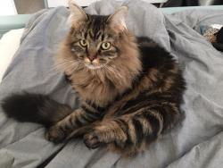 Reunited Male Cat last seen Hoffman and Delmar, Aurora, CO 80011