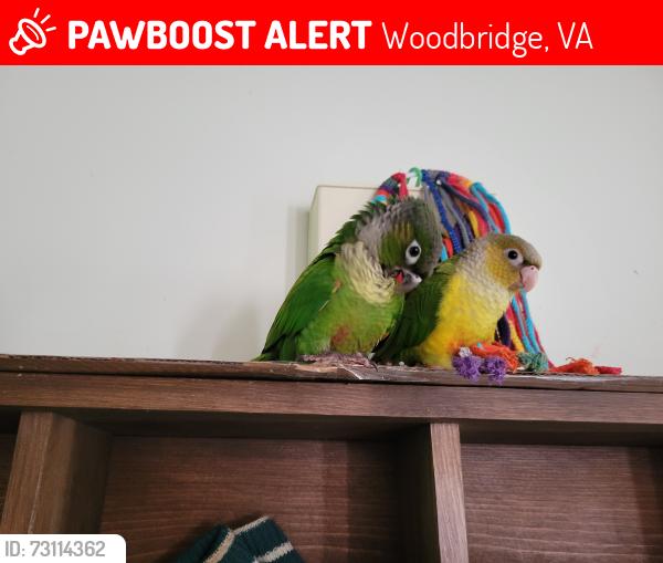 Lost Unknown Bird last seen Cardinal Drive Wheatfield Road, Woodbridge, VA 22193