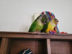 Lost Unknown Bird last seen Cardinal Drive Wheatfield Road, Woodbridge, VA 22193