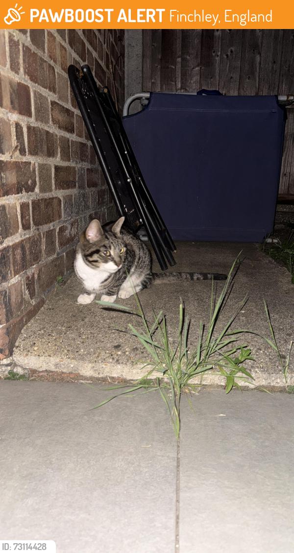 Found/Stray Female Cat last seen Finchley, London , Finchley, England 