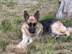 Lost Male Dog last seen Country club forest grove, Lucas, TX 75002