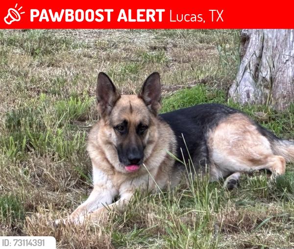 Lost Male Dog last seen Country club forest grove, Lucas, TX 75002