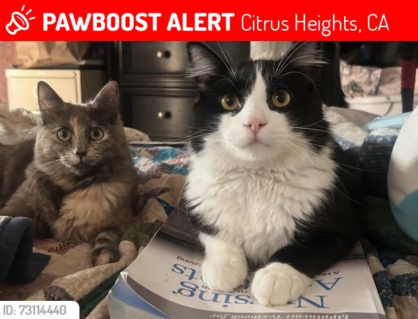Lost Female Cat last seen Rusch, Citrus Heights, CA 95621