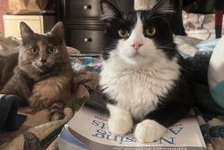 Lost Female Cat last seen Rusch, Citrus Heights, CA 95621