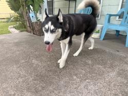 Found/Stray Female Dog last seen Brawner, Corpus Christi, TX 78415