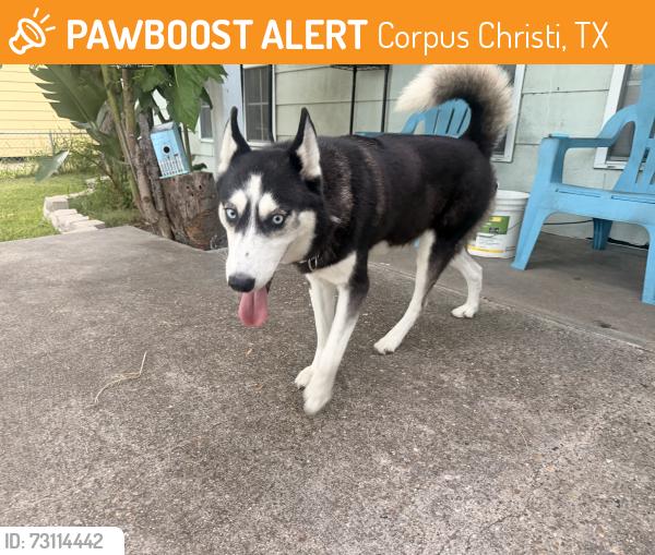Found/Stray Female Dog last seen Brawner, Corpus Christi, TX 78415