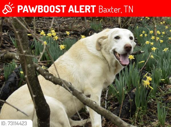 Lost Female Dog last seen Cedar Hill Church, Baxter, TN 38544