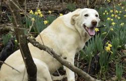 Lost Female Dog last seen Cedar Hill Church, Baxter, TN 38544