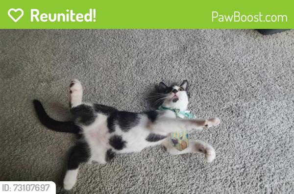 Reunited Female Cat last seen Near Windtree Dr E, Jacksonville, FL 32257