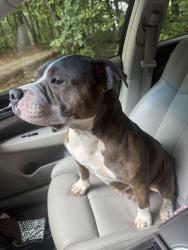 Found/Stray Female Dog last seen Griffin rd, Tobaccoville, NC 27021