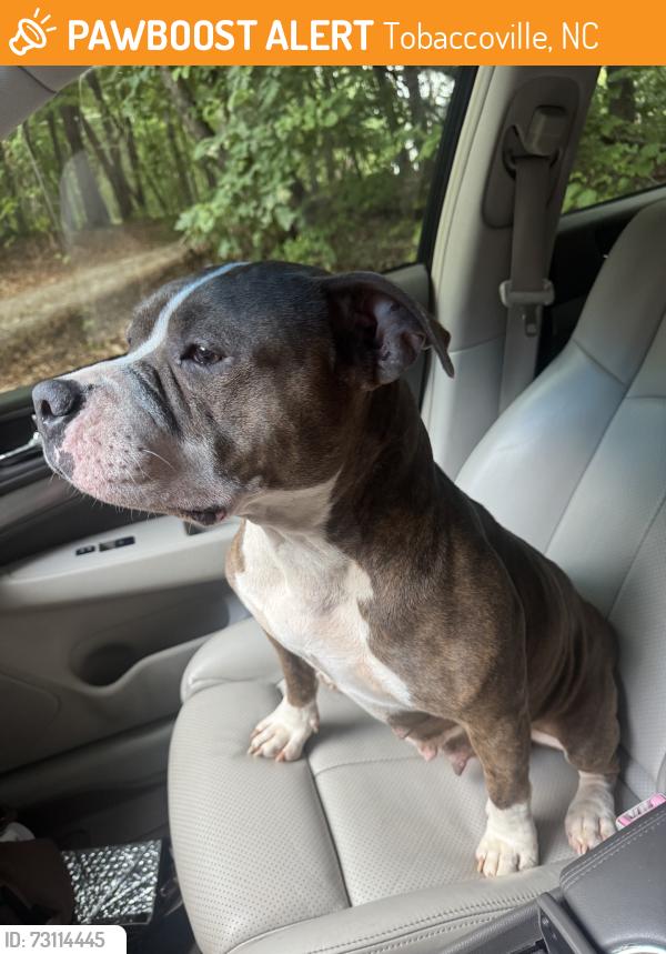 Found/Stray Female Dog last seen Griffin rd, Tobaccoville, NC 27021