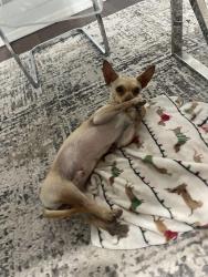 Lost Male Dog last seen Mckellips / Lindsey rd, Mesa, AZ 85213
